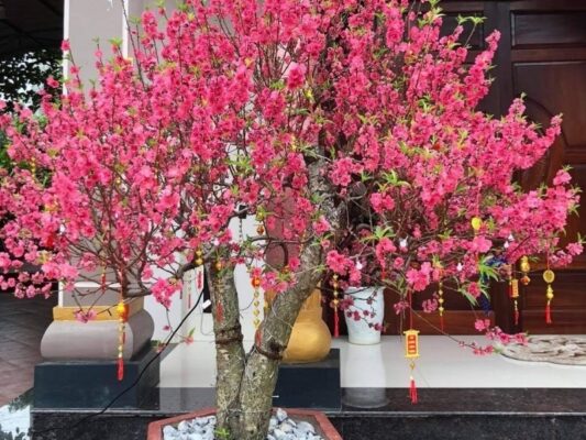  Trang Trí Tết 2025 Huyện Ba Vì – Mang Hương Xuân Rực Rỡ Đến Mọi Nhà