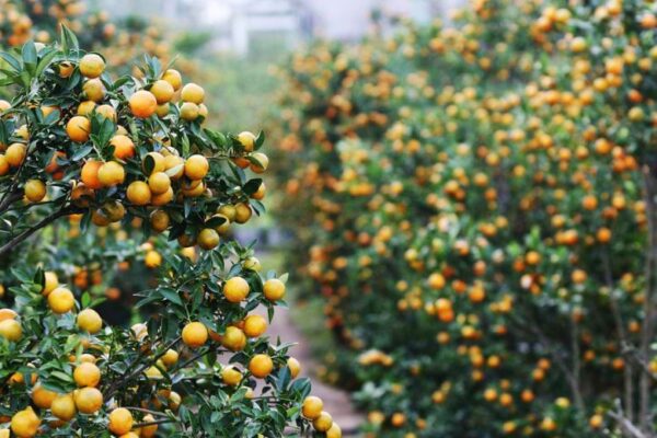 Trang Trí Tết Huyện Mê Linh - Gợi Ý Ý Tưởng Trang Hoàng Ngày Tết Đẹp Nhất