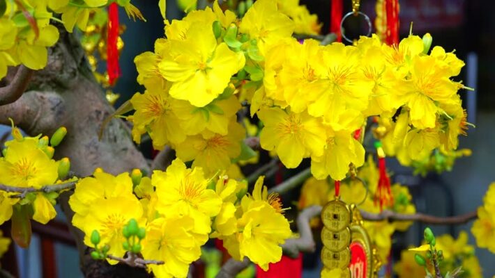Ý tưởng trang trí Tết 2025 - Tạo không gian Tết rộn ràng, đầm ấm