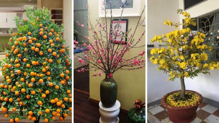 Trang trí Tết Hà Nội: Gợi ý ý tưởng độc đáo cho mùa xuân rộn ràng