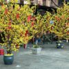 Trang trí Tết Huyện Bình Chánh – Ý tưởng sáng tạo, không gian tươi mới đón Xuân