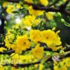 Đồ Trang Trí Tết Quận 7 – Làm Mới Không Gian Mừng Xuân