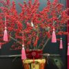Trang trí Tết cổ truyền Quận Bình Tân – Tạo không gian ấm cúng, đậm đà hương vị Tết